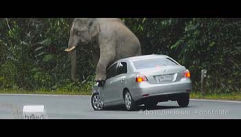 слон атакует автомобиль